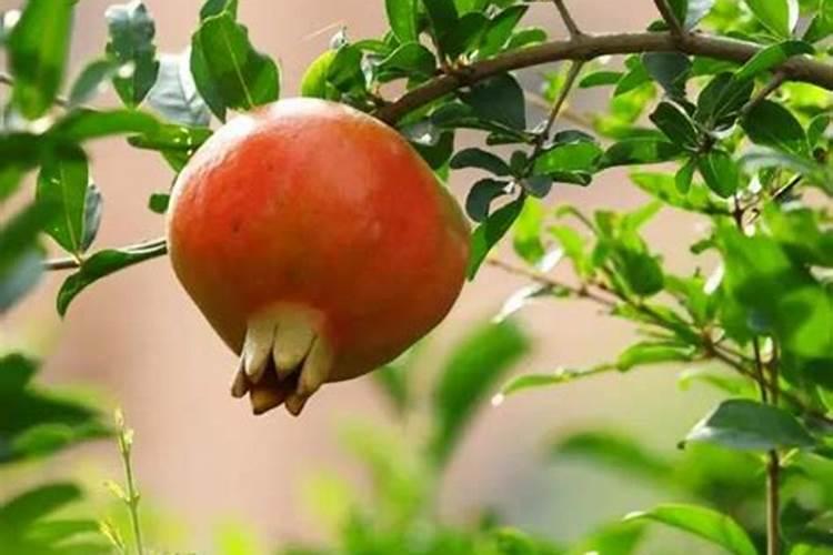 水稻钾肥什么时候施 水稻什么时候施钾肥