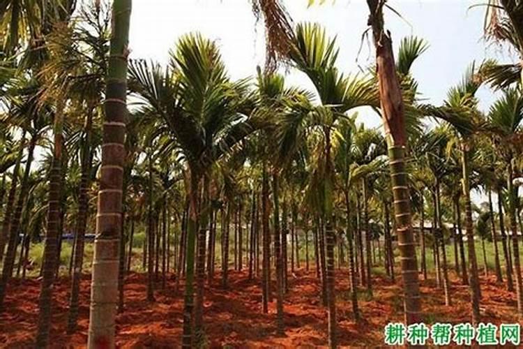 槟榔树收果后施什么肥料最好。