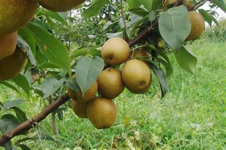 梨树需肥特点是什么