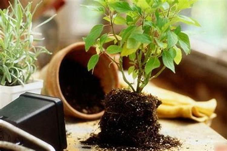 红糖冲施对根的作用