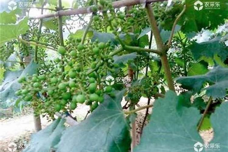 葡萄施钾肥时间和方法