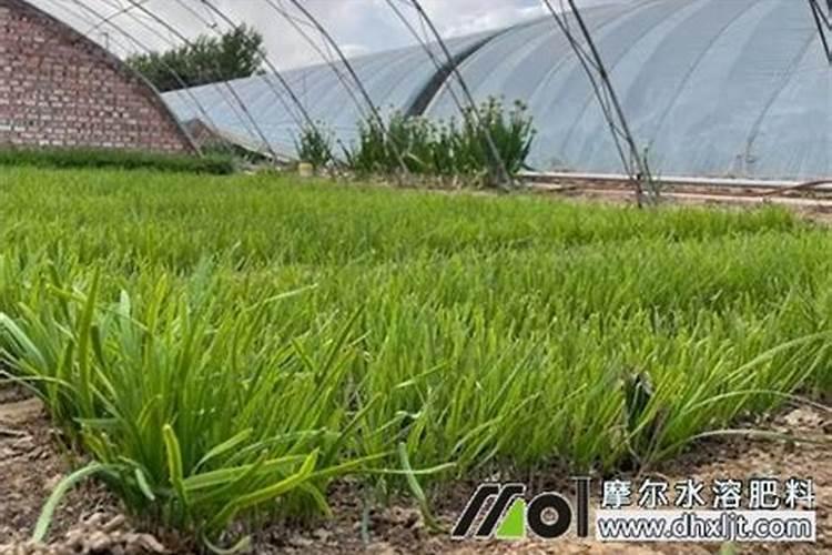 刚栽完的韭菜用黄腐酸钾兑水灌根可以吗？