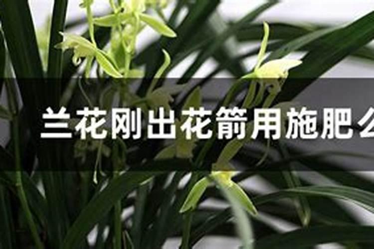 兰花冒出花箭和新芽需要怎么养护