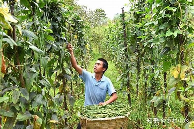 芦笋施什么肥最好