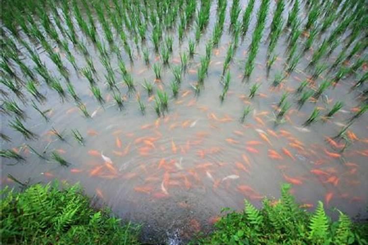 水稻什么时候施钾肥,钾肥对水稻的作用