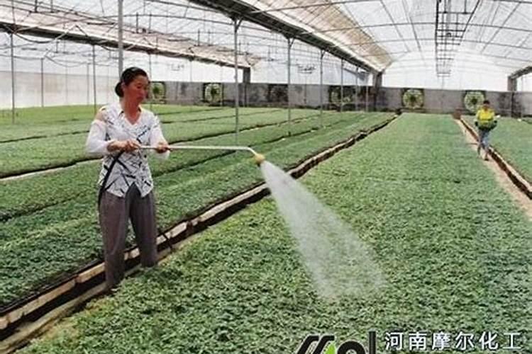 水溶肥一斤配水多少