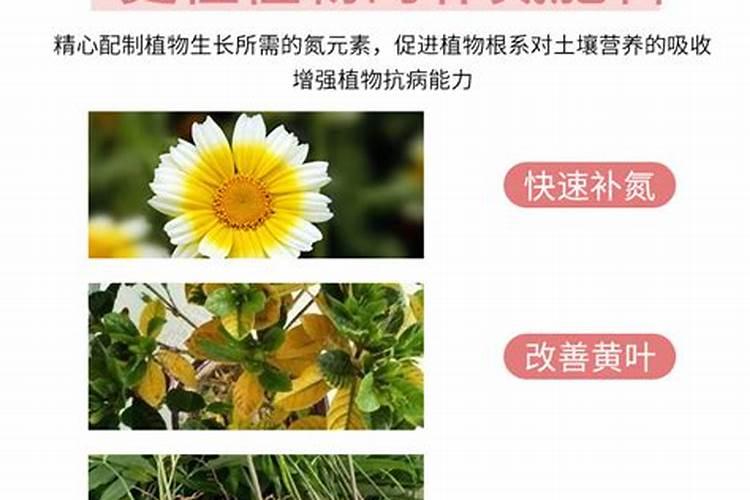 香菜用什么土方法施肥最好