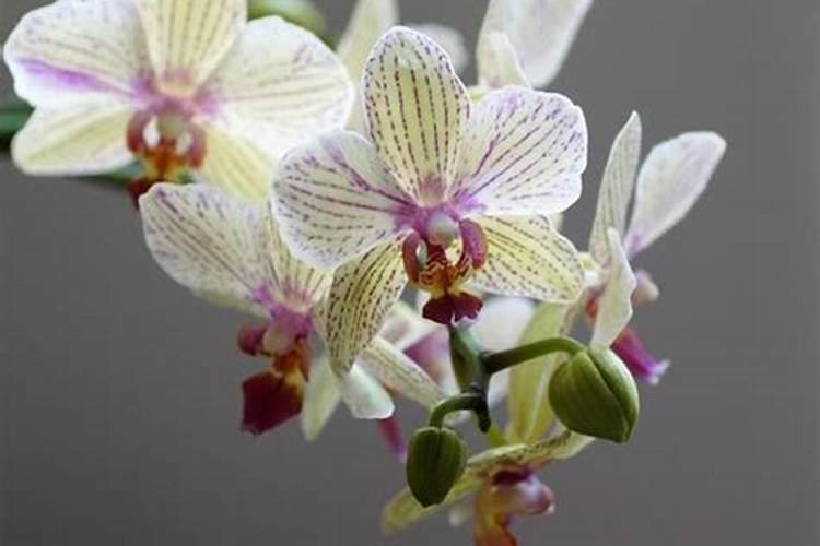 芦笋是百合科作物用氯化钾复合肥可以吗