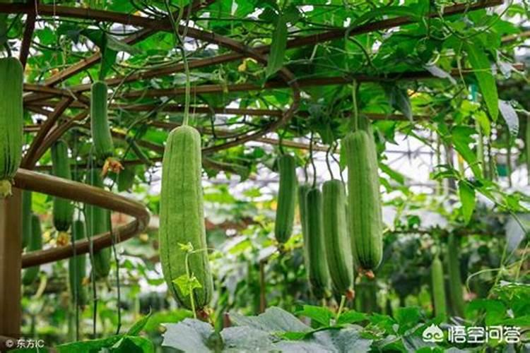 磷肥的最佳使用时间及用量