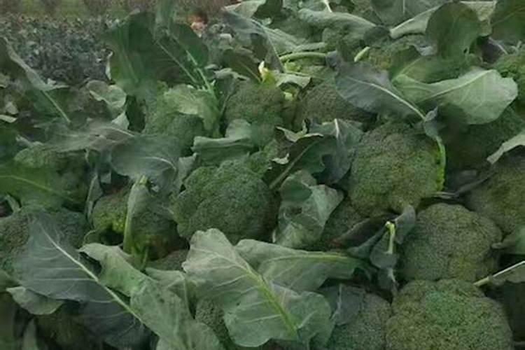 一棵树上多少复合肥