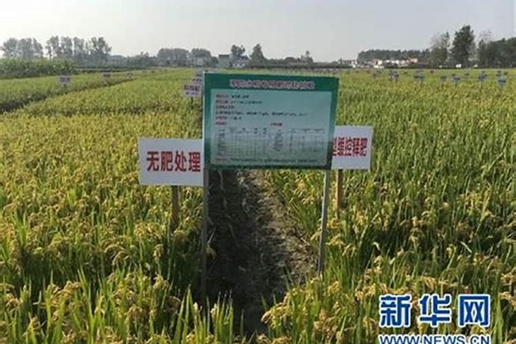 水稻用一次性底肥,选择什么底肥好？