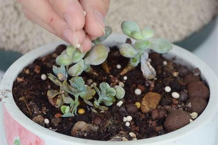 如何应对冰雹天气对农作物是伤害？