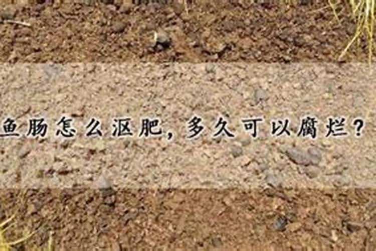 如何用鱼肠来做花肥