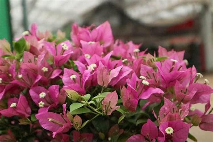 三角梅打什么药能延长花期？