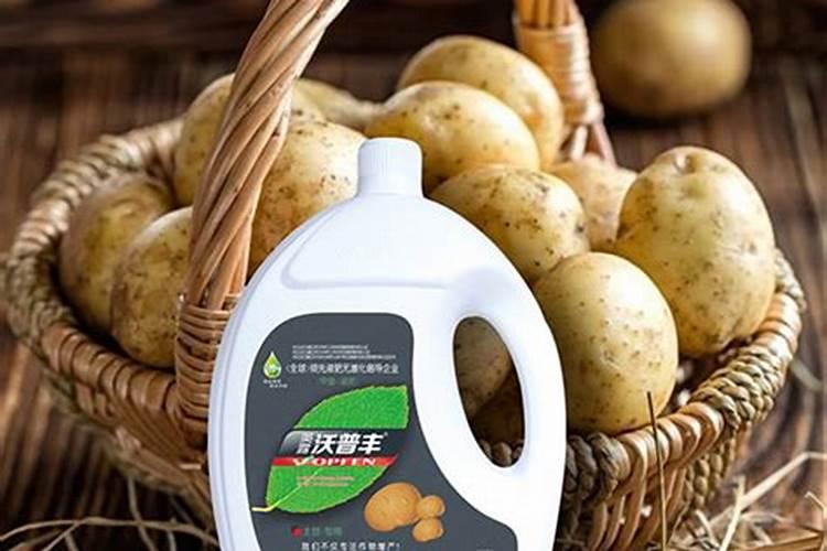 土豆水溶冲施肥怎么往地里冲
