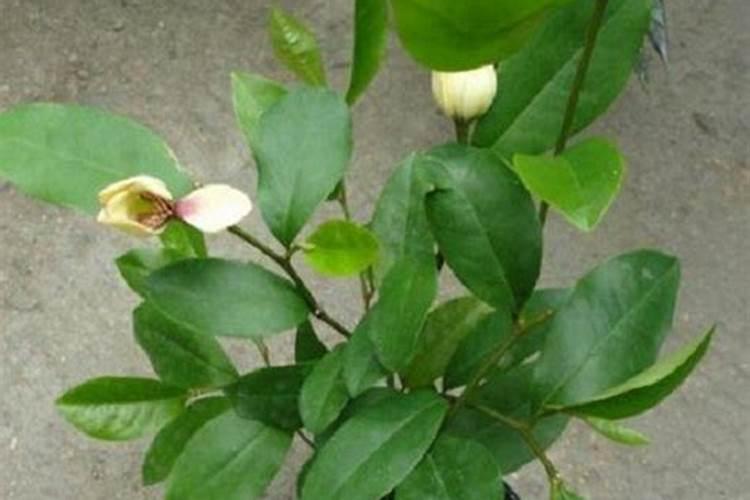 西瓜上喷多了叶面肥用什么解毒？