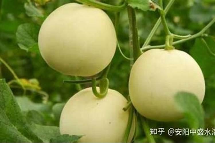 大棚玫瑰用药和管理