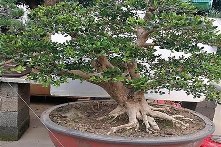 农用碳酸钾的含钾多少