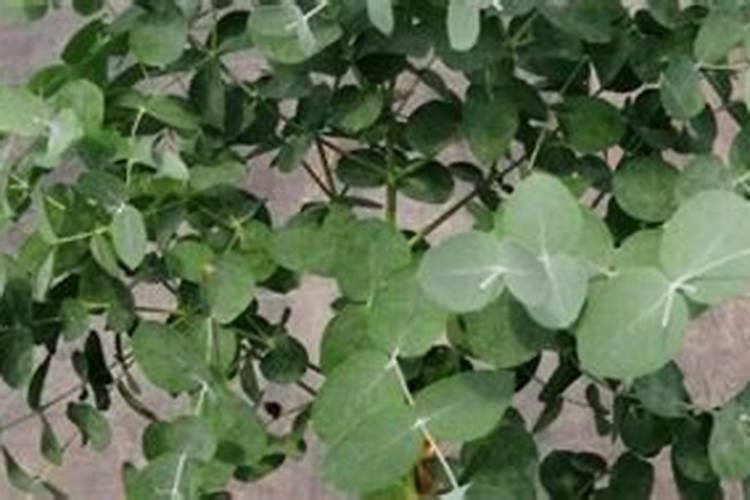 桉树施肥的最佳时间