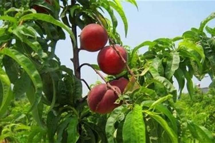 果实膨果上色,为什么要用高磷高钾类的肥料？