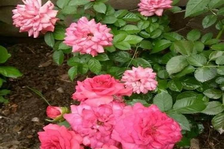 初中化学氮肥的简易鉴别今天急需,快!