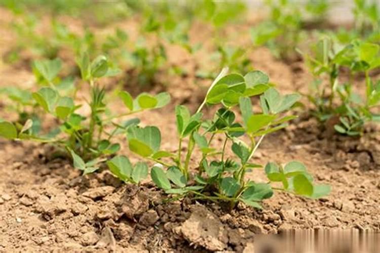 韭菜越冬怎么施肥