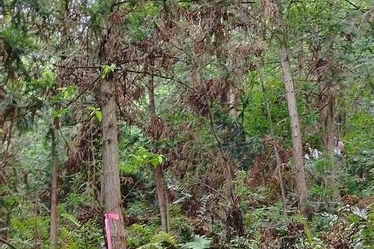 桃树如何使用芸苔素