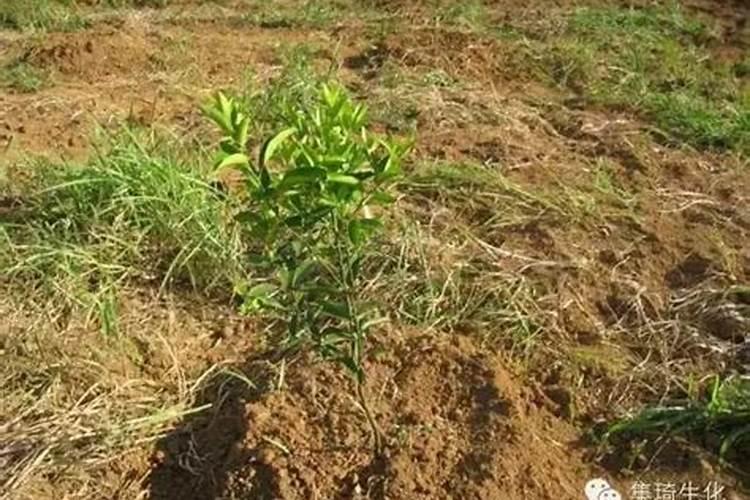 南瓜结瓜后怎么施肥