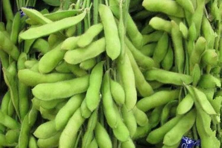 种植毛豆需要施什么肥
