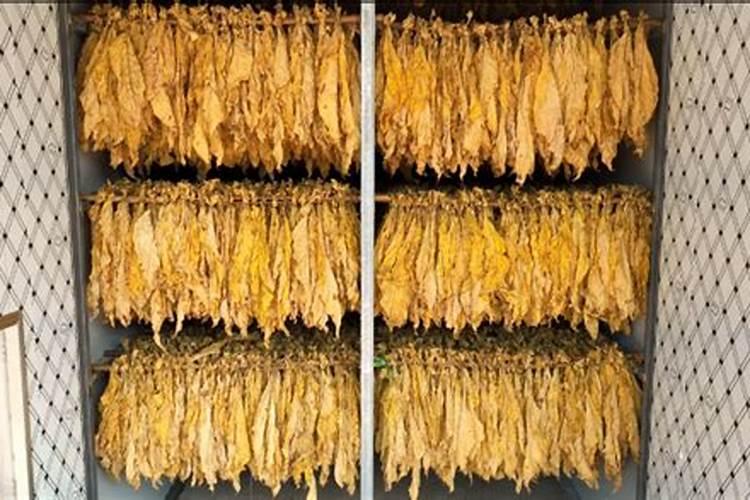 叶面喷施肥补什么营养