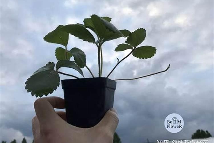 草莓各个时期的施肥方案,什么时候冲高磷肥