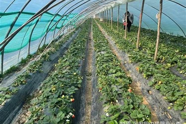 甜宝草莓花期是否可以冲施高磷肥？