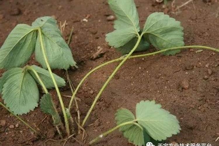 草莓苗长几年可以结果怎么浇水施肥