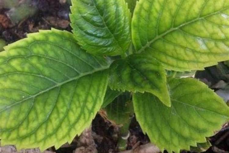 蓝莓钓鱼效果怎么样