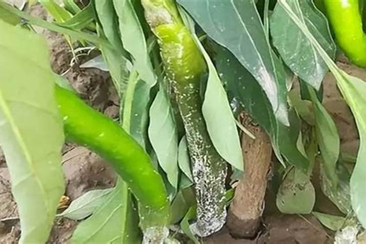 自制水溶肥配方比例