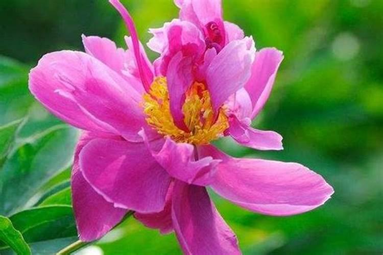 求鉴定,这是不是滴水观音？