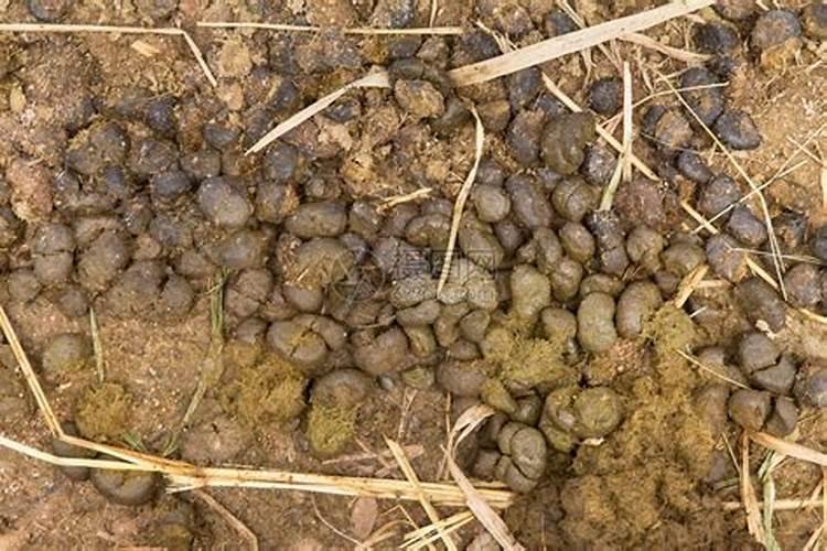 ...正确的是( )A.使用粪便作肥料,其能量可以流向植物