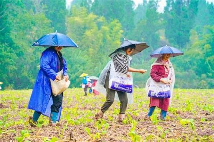 叶面肥什么时候打合适