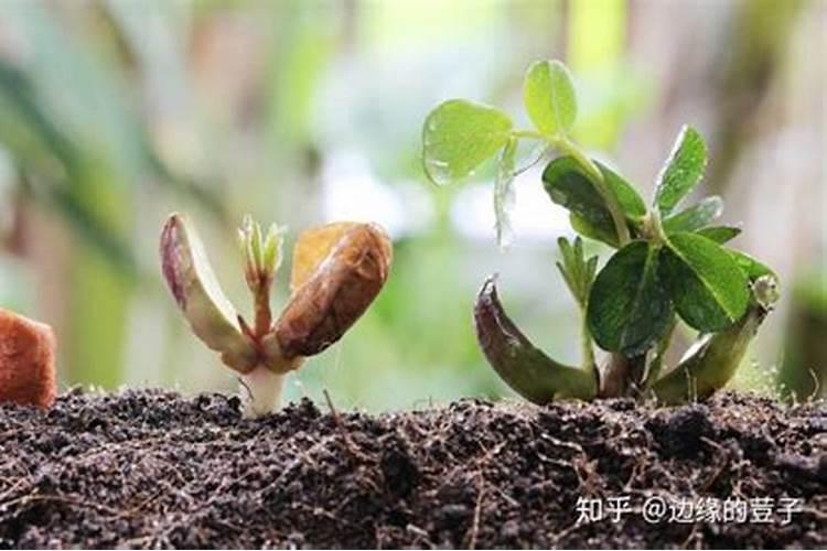花生打叶面肥最佳时机