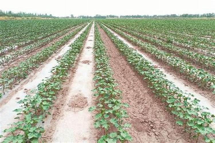 植物生长平衡液是什么东西 植物生长平衡液是指什么