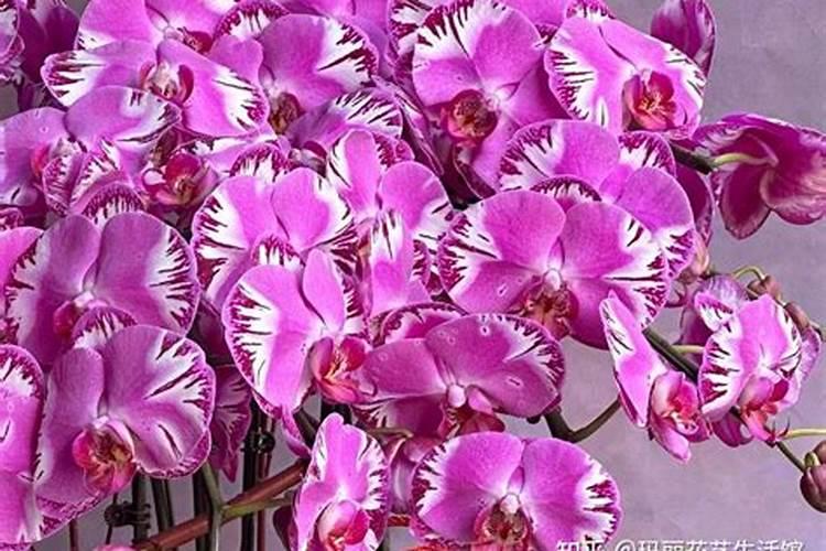 扦插苗1个月了还没有生根,用什么激素催根最佳。仔细说明!