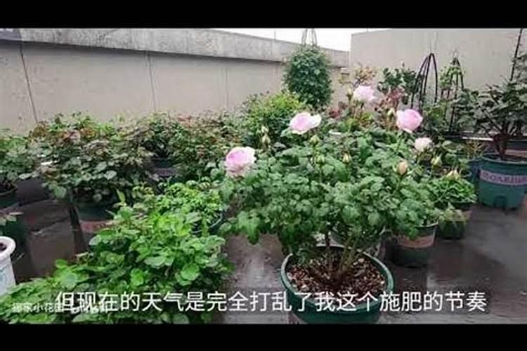 月季花多久施肥一次