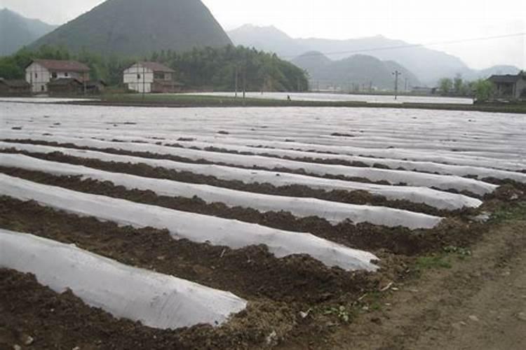丽格海棠种子怎么种,7大要点迅速种活丽格海棠