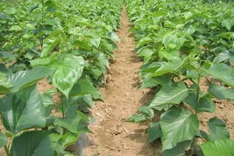 多肉夏天可以施肥吗 用什么肥料比较好