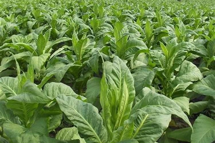 怎样根据烟草需肥特点进行施肥？