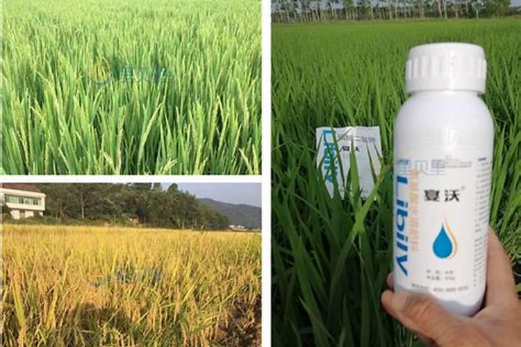 水溶肥一般几天见效