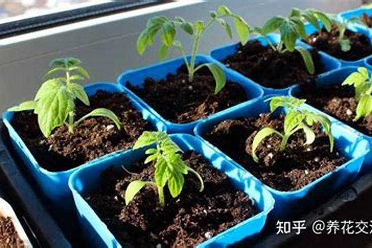 杜鹃花施硫酸亚铁多了叶子黄怎么办