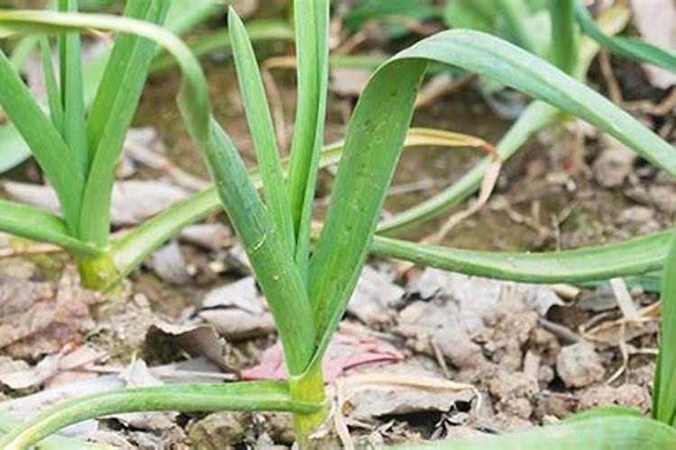 中国目前市场上水溶肥的主导产品是什么？有哪些企业？