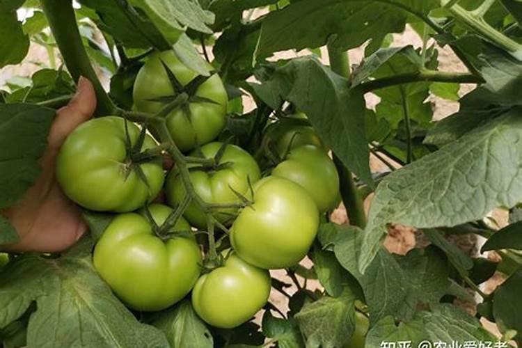 种植西瓜,主要步骤是什么？