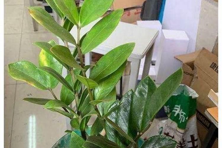 金钱树叶子发黄是什么原因